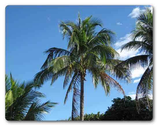  Goa State tree, Coconut palm, Cocos nucifera